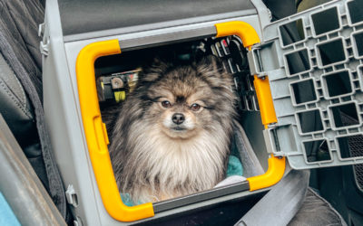 Car seats for dogs? You bet.  Buckle Fluffy into a harness to keep him (and you) safe on the road