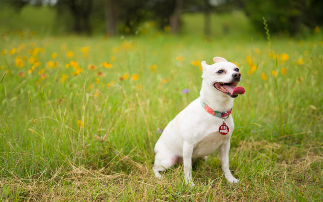 Ticks are Little. They Spread Big Diseases  Protect your cat and dog with preventive medicine