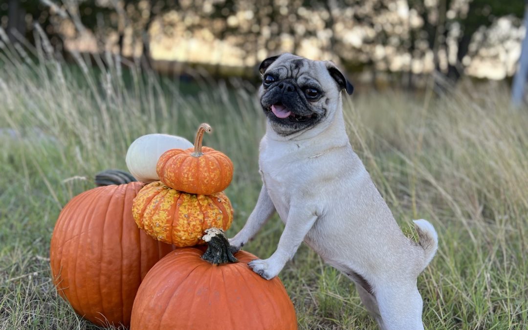 A Feast for All Beasts  Safe Thanksgiving Foods for Your Pet