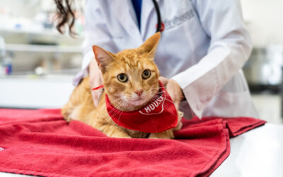 When should you spay or neuter your kitten?  Research shows cats stay healthiest when procedure is completed by 5 months