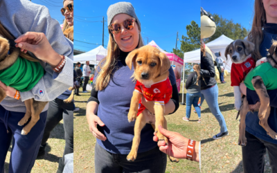 Get Ready for the 2024 Austin Humane Society Puppy Bowl  Which team will you support?