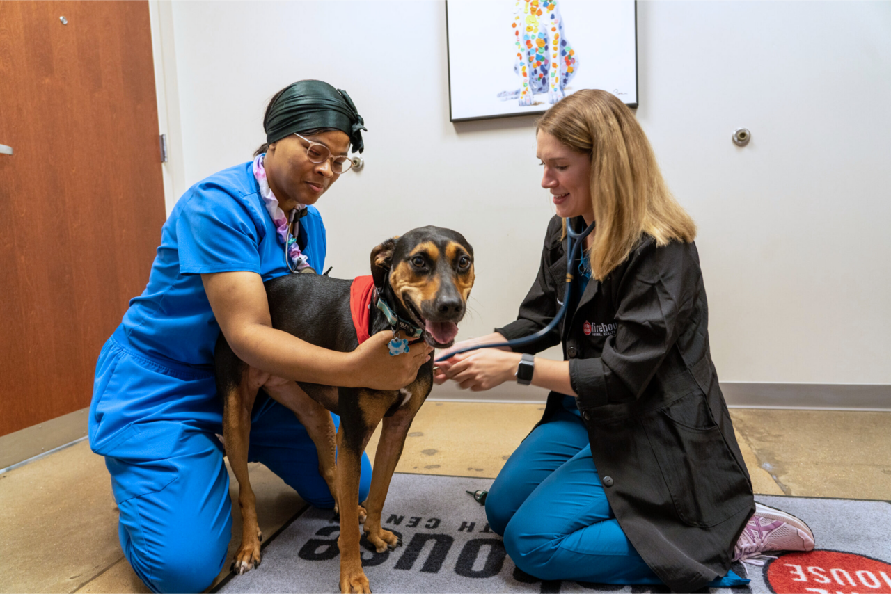 Best Veterinary Hospital In Austin, TX Firehouse Animal Health Austin