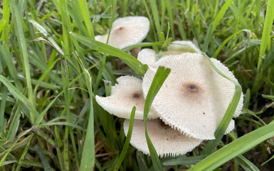 Don’t Let Your Pet Eat Garden Mushrooms  Tips to keep dogs and outdoor cats safe after rainfall