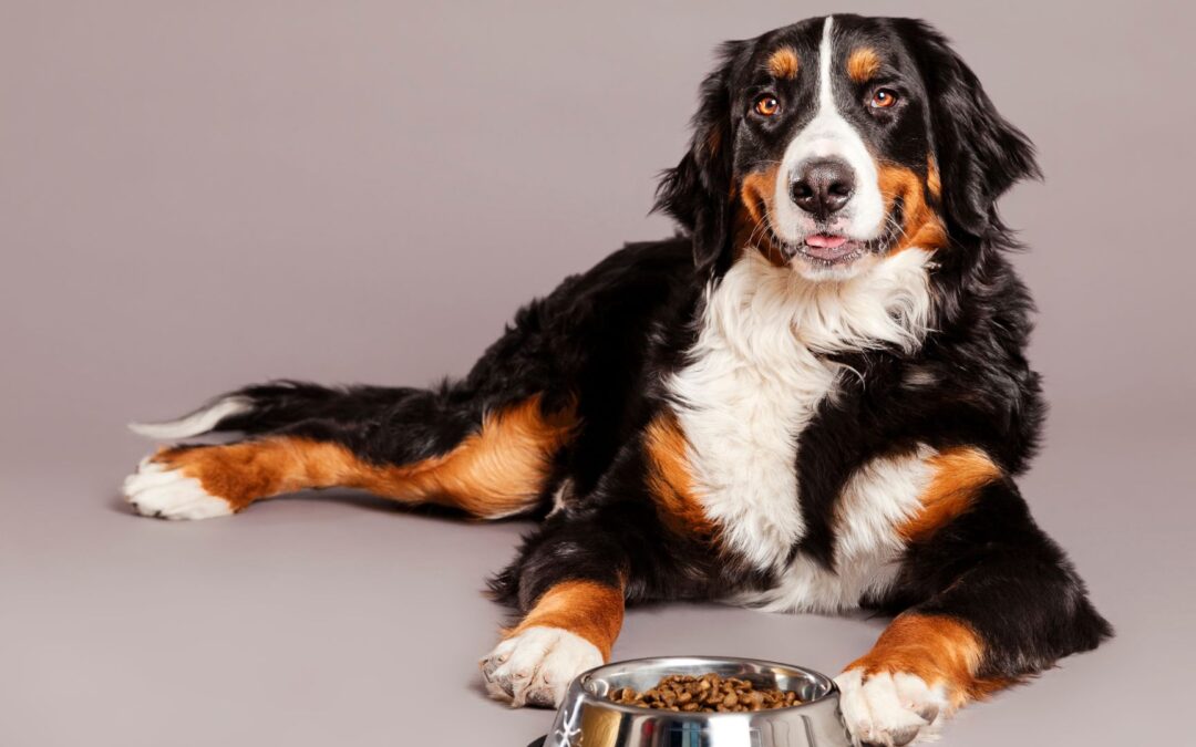The Truth About Grain-Free Dog Food  Avoid the fads! Diets rich in soy, peas, legumes & potatoes cause heart disease in dogs.