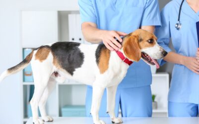 Pet Safety Essentials for Every Weather Emergency  Our simple tips can help you prep for hurricanes, floods, and fires