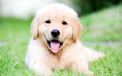 You can save your dog from parvovirus  Vaccines keep your puppy or adult dog safe from this hard-to-treat, life-threatening disease