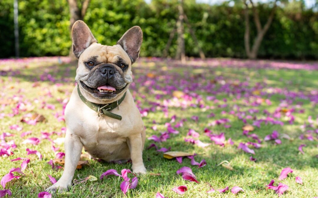 Blue-Green Algae is Toxic to Dogs  Call your vet if your pet drinks infected water