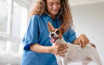 5 Ways to Support Pets With Separation Anxiety