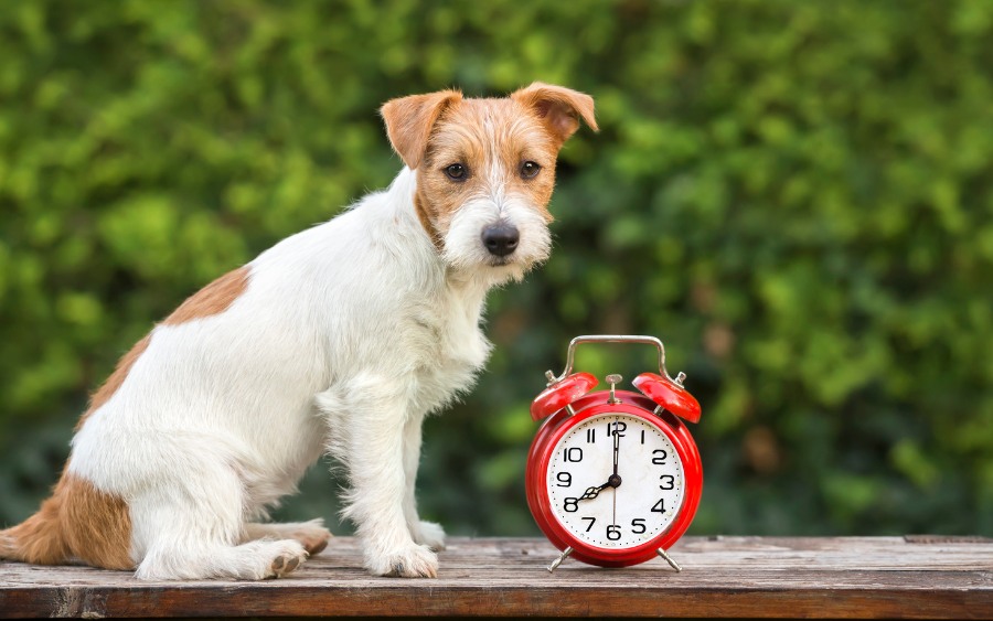 cute happy puppy sitting near an alarm clock