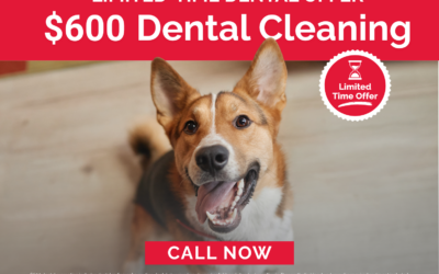 $600 Pet Dental Cleaning Special at Firehouse Westlake
